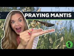 Praying Mantis | All About Mantids