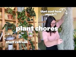 PLANT CHORES | plant shelf refresh, MASSIVE spanish moss, & a mini repot