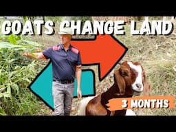 3 Month Update! Goats vs Weeds: Regenerating Land Without Chemicals | Grazeaway Breakthrough