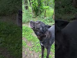 Wolfdog's Human Mom Teaches Him How To Howl | The Dodo