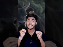 ചുവപ്പ് കണ്ടാൽ കാള കുത്തുമോ ?! 😱😱😱