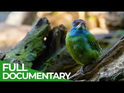 Wild China - Fantastic Creatures of Yunnan | Free Documentary Nature