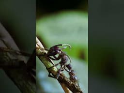 Zombie Ants IRL | Planet Earth