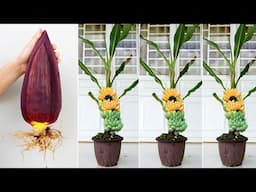 How to grow banana plant at home from banana flower