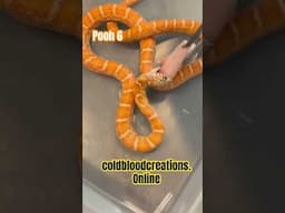 Pooh 6 from Cold Blood Creations #coldbloodcreations #snake #reptiles