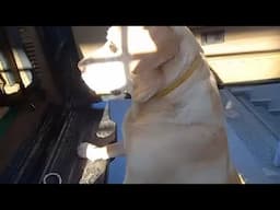 So Sad Face|Crying for his Chicken|He want them back #trending #pets #labrador #viral