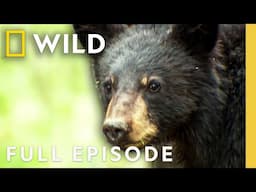 Black Bear Invasion (Full Episode) | America the Wild | Nat Geo Animals