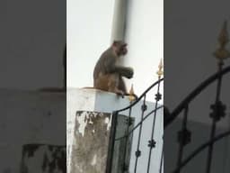 Monkey eating mango..happily