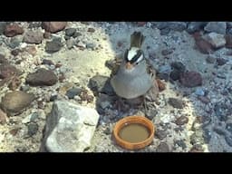 Thirsty Bird In The Desert Asks Me For Water - You Won't Believe What It Did Next!