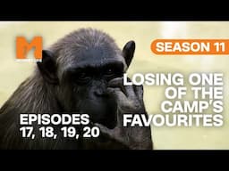 Losing One Of The Camp's Favourite Chimps in Monkey Life | S11 E17, 18, 19 & 20 | Full Episodes