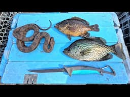 SWAMP SNAKE AND CRAPPIE CATCH N’ COOK!! {Boat Camping}