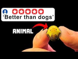 I Bought 5 Star Pets Online..