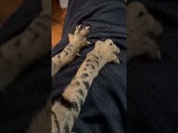 Kneading #cat #catbreed #savannah