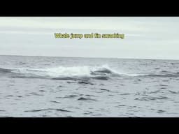 WHALES PLAYING OFF THE NEW JERSEY COAST