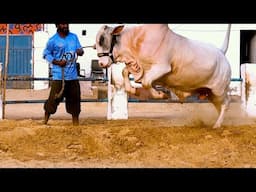 06 NEW ENTRIES with 2026 FOR SALE Collection at AQ Cattle Farm