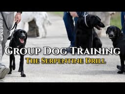 Group Dog Training: Working Through Distractions w/ the Serpentine Drill