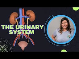 The Urinary System: Anatomy and Function Overview