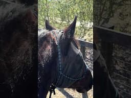 March 19, 2025: Riding Mr. Biggy, aka Zor