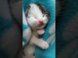 SUPER CUTE Kitten after leg amputation