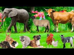Explore Farm Animals: Chicken, Dog, Cat, Sheep, Duck, Pig, Goat, Cow – Animal Sounds