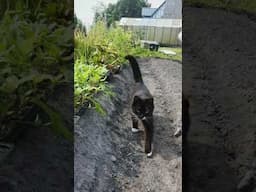 This weekend was crazy busy! See you tomorrow! #cat #cute #farmcat