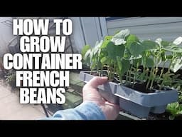 How To Grow Container French Beans [Container Gardening ]