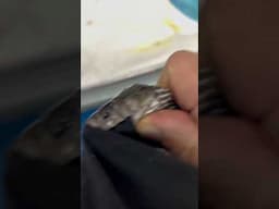 When your eyes are Bigger than your Stomach w/quick recovery. Warning Snake Feeding!