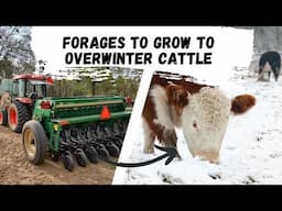 Forages to Grow to Over Winter Cattle