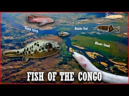 Fishes of the Congo: Wild, Rare, and Seriously Cool