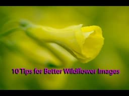 Wildflower Photography - 10 Tips to Improve Your Images