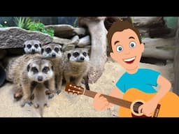 Riding on a Meerkat Train