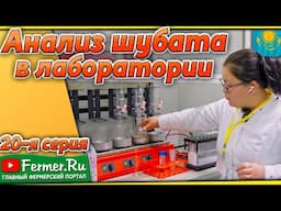 Шубат побеждает апельсиновый сок: Это факты! Будущее животноводства: пробиотики из кумыса и шубата.