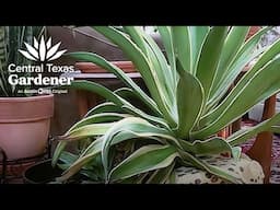 Overgrown Agave: How to Cut Off?