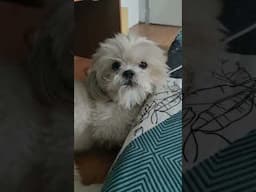KAWAWANG ASO WALANG PAGKAIN | AMY GUEVARRA #puppy #dogloversdog #furbaby #dog #doglife #cutedog
