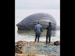 मृत व्हेल खतरनाक क्यों है | Why Dead Whales Are Dangerous #shorts  #facts