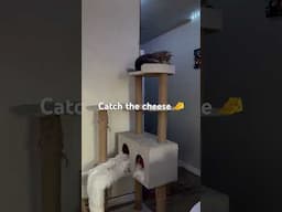 Catch the cheese #shortvideo #yt #pets #fyp #dailyvlog