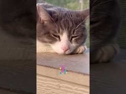 Baby Cat's Easter Wishes #cats #kathleenmadigan #madiganspubcast