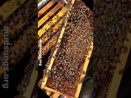a scattered brood pattern is normal for early spring