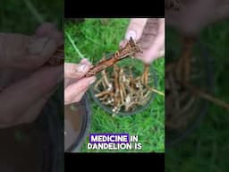 Humble Dandelion - watch the full length Herbal Jedi video to learn more of the benefits. #foraging
