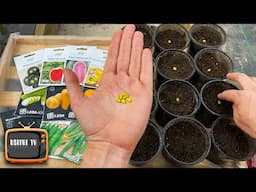 This is the only way I sow zucchini and cucumbers! Always with an early harvest
