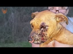 Dog With Half of a Face Gets Love For First Time from Animal Lover