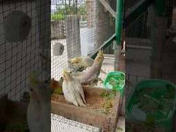 Cockatiel Chicks 🐣 outside in colony #birds #lovebirds #parrot #shorts #youtubeshorts