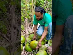 What’s the difference between jelly and coconut? #jamaicasunrisetv #sunriseboss #yardmanstyle ￼