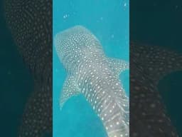 We Found Whale Sharks!