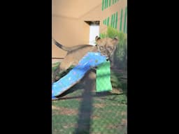 Lion Cubs Birthday Party