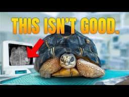 Tortoise Fights for Life After Emergency Transfer to NJ: X-Ray Reveals Shocking Mystery!