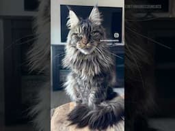 How is he so perfect 🥺😭 #mainecoon