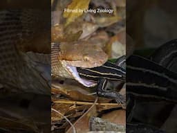 Venomous Eastern copperhead attacks and kills a skink, snake hunt