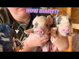 PIG GIVES BIRTH IN RECORD TIME! 🐷 Kunekune first litter on the homestead!