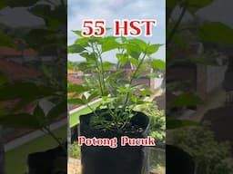 Tanam Cabe tanpa Semai di Polybag / how to plant chilies #caberawit #rawitkaliber #cabepolybag